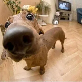 😧 55f74f0b 狗, 动物, 宠物, 腊肠犬, 可爱, 搞笑, 特写, 家畜 telegram sticker