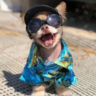 😎 57d5b23c 狗, 吉娃娃, 太阳镜, 帽子, 衬衫, 宠物, 动物, 可爱 telegram sticker