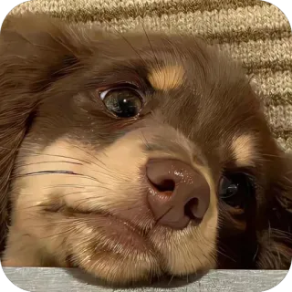 🫥 5dd050fa 狗, 小狗, 可爱, 动物, 宠物, 棕色 telegram sticker