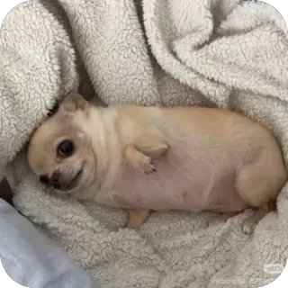 Redesconjacky telegram stickers