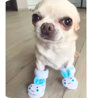 Redesconjacky telegram stickers