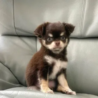 🙂 6a100a87 小狗, 狗, 吉娃娃, 宠物, 动物, 可爱 telegram sticker