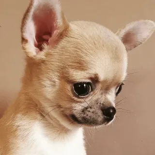 😪 6e698ca7 吉娃娃, 狗, 小狗, 动物, 宠物, 可爱, 小型犬 telegram sticker