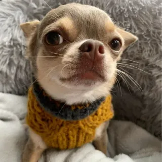 😒 6f12b5c3 狗, 吉娃娃, 小狗, 宠物, 动物, 可爱, 毛衣, 迷人 telegram sticker