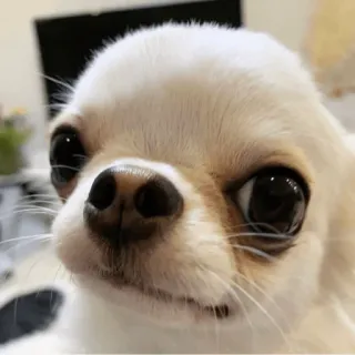 🤨 7026713e 吉娃娃, 狗, 宠物, 动物, 可爱, 小型犬, 白狗 telegram sticker