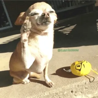 ✋ 746df292 狗, 中指, 冒犯, 手势, 动物, 吉娃娃, 粗鲁 telegram sticker