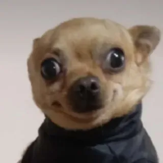 😟 75c83507 狗, 吉娃娃, 肖像, 动物, 宠物, 可爱 telegram sticker