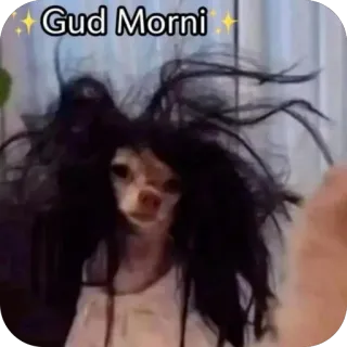 🫥 760259d3 Gud Morni 狗, 搞笑, 梗, 早上好, 可爱, 动物 telegram sticker