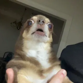 🐻 78285dbe 狗, 吉娃娃, 动物, 宠物, 搞笑, 害怕, 肖像 telegram sticker