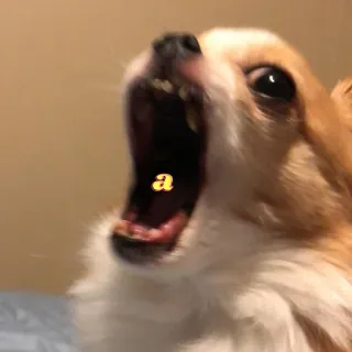 👹 78de2de5 a 狗, 吉娃娃, 动物, 搞笑, 表情包, 尖叫, a, 张嘴 telegram sticker