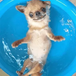 🥵 82be964f 吉娃娃, 狗, 小狗, 游泳, 水, 可爱, 动物 telegram sticker
