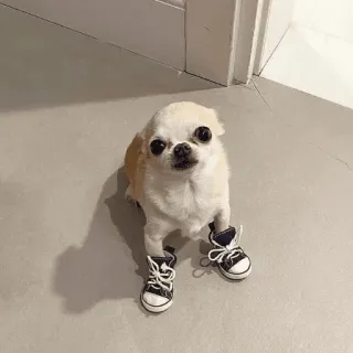 Redesconjacky whatsapp stickers