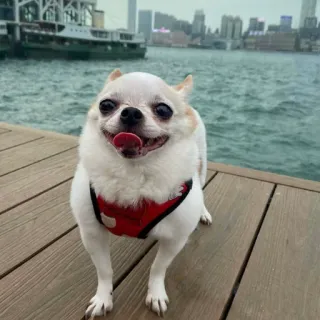 😄 8a4ea323 狗, 吉娃娃, 可爱, 宠物, 动物, 哺乳动物 telegram sticker