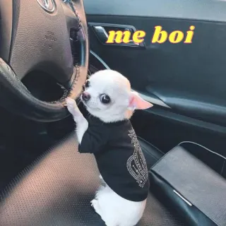 🚗 9a9ccb70 me boi 狗, 吉娃娃, 宠物, 动物, 汽车, 可爱, 搞笑 telegram sticker