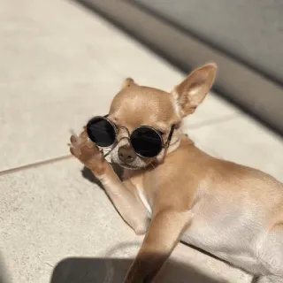 😎 a191ffde 狗, 吉娃娃, 太阳镜, 中指, 粗鲁, 冒犯, 宠物, 动物 telegram sticker