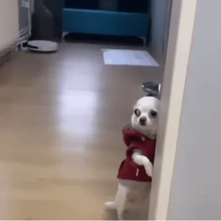 🥺 a85a4ff6 狗, 吉娃娃, 动物, 可爱, 宠物 telegram sticker