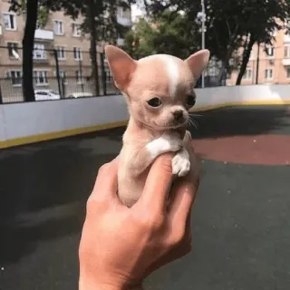 😞 a9e55d4f 吉娃娃, 狗, 小狗, 宠物, 可爱, 小型犬 telegram sticker