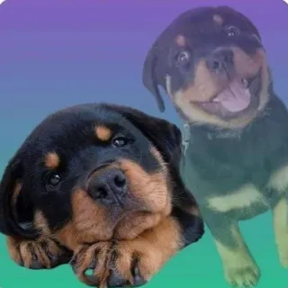 Redesconjacky telegram stickers