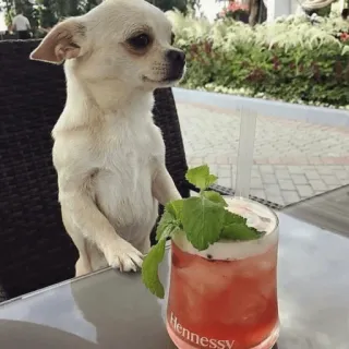 Redesconjacky telegram stickers