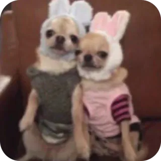 Redesconjacky telegram stickers