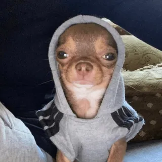 🔥 b7a2b662 狗, 吉娃娃, 宠物, 动物, 连帽衫, 可爱, 小型犬 telegram sticker