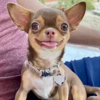 😛 b9dc285e 吉娃娃, 狗, 宠物, 可爱, 动物, 小狗 telegram sticker