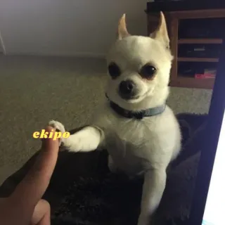 🙌 baf7166f ekipo 吉娃娃, 狗, 宠物, 动物, 手指, 可爱, 小型犬 telegram sticker