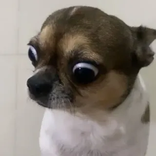 👀 bd54b8e4 狗, 吉娃娃, 动物, 宠物, 可爱, 搞笑 telegram sticker