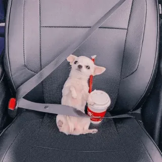 🚗 bdb2c430 狗, 吉娃娃, 安全带, 咖啡, 动物, 可爱 telegram sticker
