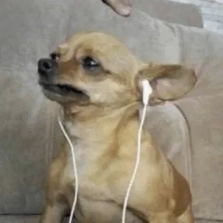 😞 da54fee6 狗, 吉娃娃, 耳机, 音乐, 听音乐, 动物 telegram sticker