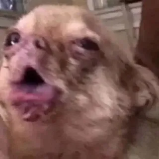 🤧 db14bc9c 狗, 动物, 宠物, 搞笑, 梗 telegram sticker