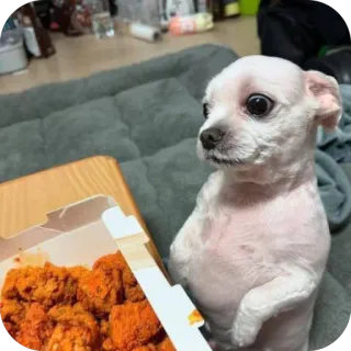 🫥 e149562c 狗, 鸡肉, 食物, 可爱, 动物, 小狗 telegram sticker