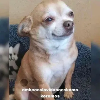 😢 e15add80 embece slavida no es komo keremos 吉娃娃, 狗, 表情包, 动物, 宠物, 可爱 telegram sticker