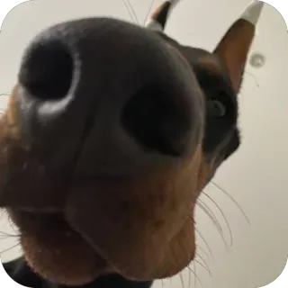 Redesconjacky telegram stickers