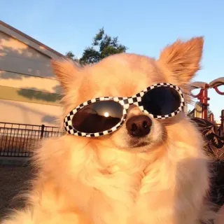 🤪 e65278af 狗, 太阳镜, 宠物, 动物, 时尚, 酷, 风格 telegram sticker
