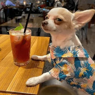 🥳 e8109468 狗, 吉娃娃, 饮料, 鸡尾酒, 宠物, 动物, 桌子, 衬衫 telegram sticker