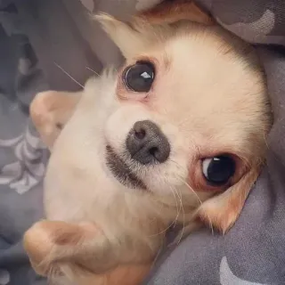 😌 f50584a9 吉娃娃, 狗, 宠物, 可爱, 动物, 小狗 telegram sticker