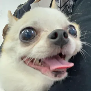 ☺️ f93e29a6 吉娃娃, 狗, 动物, 宠物, 可爱, 小型犬, 快乐, 肖像 telegram sticker