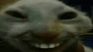 😁 90471575 동물, 웃긴, 밈, 이상한, 무서운, 토끼, 토끼 telegram sticker