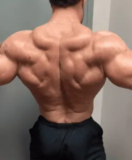 🦾 9ba123b6 fisiculturista, músculos, fitness, masculino, costas, físico, academia, exercício telegram sticker