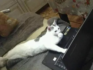 🐱 13dc74c2 chat, ordinateur portable, animal, animal de compagnie, ordinateur, clavier, dactylographie telegram sticker