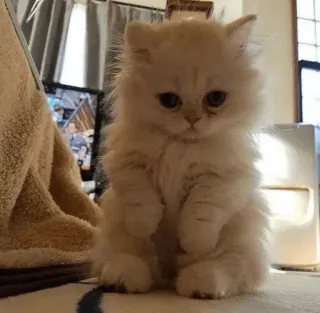 🐱 1d264bad chat, chaton, mignon, animal de compagnie, animal, duveteux telegram sticker