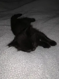 🐱 287a8b62 chat, chaton, animal, animal de compagnie, dormir, mignon telegram sticker