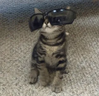 🐱 313e7446 chaton, chat, lunettes de soleil, animal de compagnie, animal, mignon telegram sticker