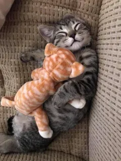 🐱 409661b9 chat, chaton, dormir, jouet, mignon, adorable, animal domestique telegram sticker