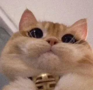 🐱 4240c565 chat, animal, chaton, mignon, animal de compagnie, domestique telegram sticker