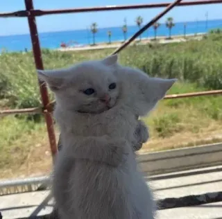 🐱 74bbeb71 chatons, chats, mignon, animaux, chats blancs, câlin chat, animaux domestiques telegram sticker