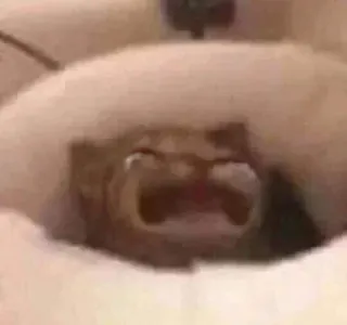 🐱 87705ee9 chat, cri, animal, drôle telegram sticker