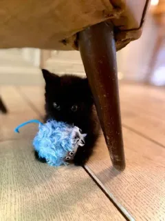 🐱 88386794 chaton, chat, chat noir, animal de compagnie, animal, souris jouet, poilu, mignon, animal domestique telegram sticker