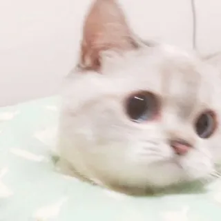 🐱 925180be chat, animal, animal de compagnie, animal domestique, mignon, félin telegram sticker